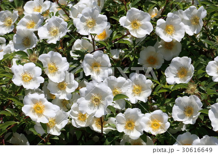 ナニワイバラ ナニワイバラ 30616649