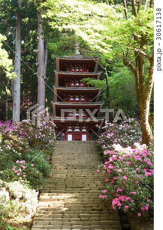 室生寺の五重塔とシャクナゲの写真素材