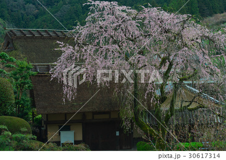 しだれ桜と賀名生皇居跡　奈良県五條市西吉野町 30617314