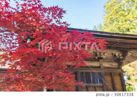 和歌山 紅葉の高野山 三昧堂の赤いもみじ 和歌山 紅葉の高野山 三昧堂の赤いもみじ 30617338