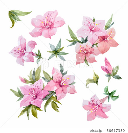 Watercolor rhododendron flowers 30617380