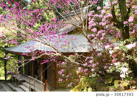 室生寺弥勒堂とシャクナゲ 30617393
