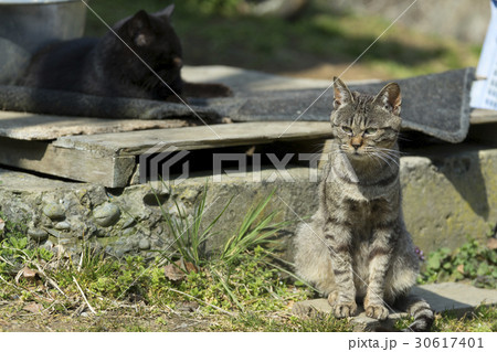 猫の楽園 田代島 ネコの島 Fwf 番犬ならぬ番猫の姿勢を正したポーズの写真素材