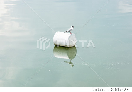 The seagull on the buoy The seagull on the buoy 30617423