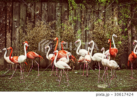 Colony of flamingos, yellow photo filter Colony of flamingos, yellow photo filter 30617424