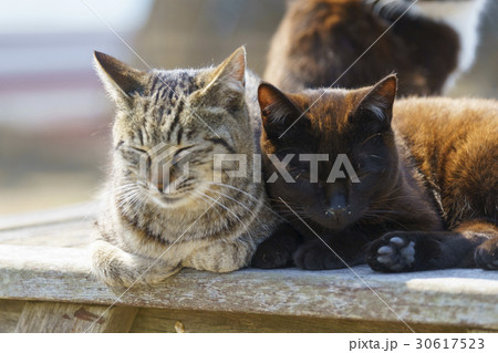 猫の楽園「田代島」ネコの島(ΦωΦ)海の見える丘で体を寄せ合って日向ぼっこする子猫ちゃんの可愛い寝顔 猫の楽園「田代島」ネコの島(ΦωΦ)海の見える丘で体を寄せ合って日向ぼっこする子猫ちゃんの可愛い寝顔 30617523