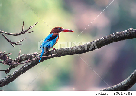 White-throated kingfisher or Halcyon smyrnensis 30617588