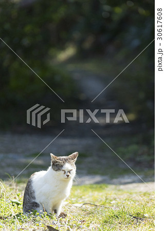 猫の楽園 田代島 ネコの島 Fwf 散歩中に日向を見つけて目を閉じまったりする子猫ちゃんの写真素材