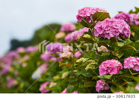 茅ヶ崎市 小出川 紫陽花 茅ヶ崎市 小出川 紫陽花 30617635