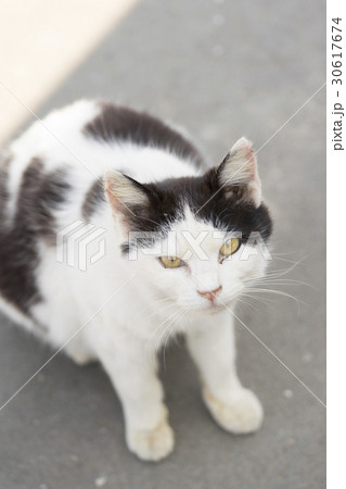 猫の楽園 田代島 ネコの島 Fwf 観光客のえさを狙う野生化した猫の鋭い目つきの写真素材