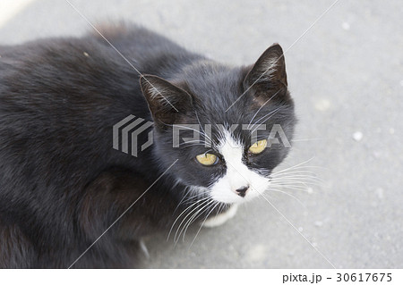 猫の楽園「田代島」ネコの島(ΦωΦ)観光客のえさを狙う野生化した猫の鋭い目つき 30617675
