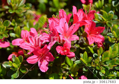 ツツジ（躑躅） 30617683