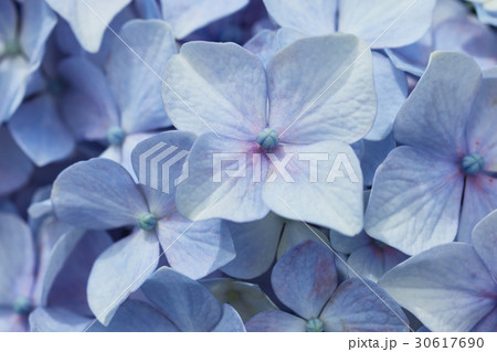 茅ヶ崎市　小出川　紫陽花 30617690