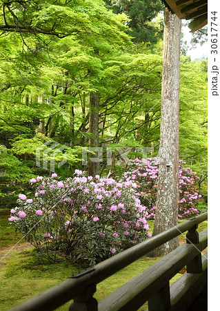 大原三千院の石楠花 30617744