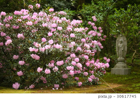 大原三千院の石楠花 30617745