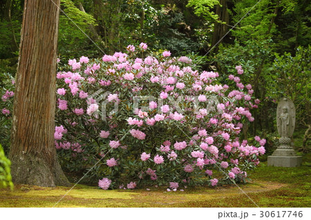 大原三千院の石楠花 30617746