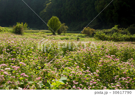 奈良県櫻井市三谷地区で撮影した蕎麦の花 奈良県櫻井市三谷地区で撮影した蕎麦の花 30617790