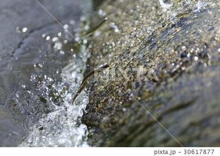 天然アユ（稚鮎）の遡上 30617877