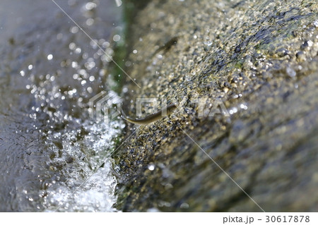 天然アユ（稚鮎）の遡上 30617878