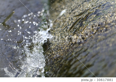 天然アユ（稚鮎）の遡上 30617881