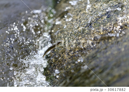 天然アユ（稚鮎）の遡上 30617882