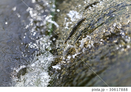 天然アユ(稚鮎)の遡上 天然アユ(稚鮎)の遡上 30617888