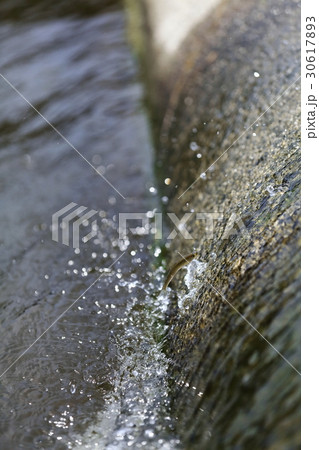 天然アユ（稚鮎）の遡上 30617893