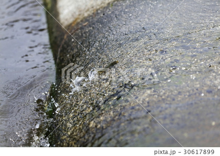 天然アユ（稚鮎）の遡上 30617899