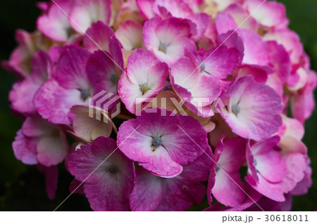 茅ヶ崎市　小出川　紫陽花 30618011