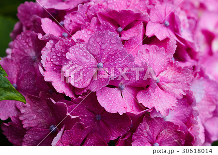 茅ヶ崎市　小出川　紫陽花 30618014