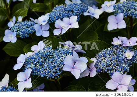 茅ヶ崎市 小出川 紫陽花 茅ヶ崎市 小出川 紫陽花 30618017