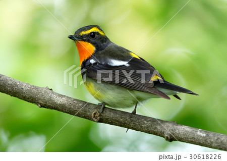 夏鳥「キビタキ」 30618226