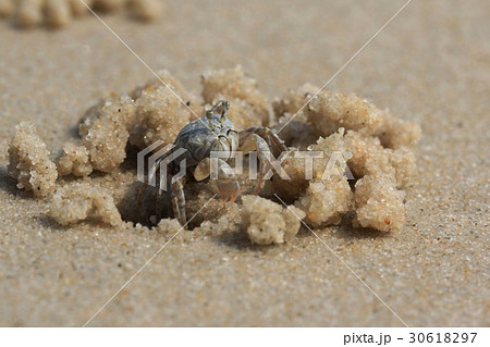 Beach crab 30618297