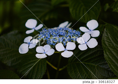 茅ヶ崎市　小出川　紫陽花 30618327