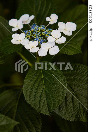 茅ヶ崎市　小出川　紫陽花 30618328