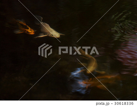 night shot small young long tail white silver KOI night shot small young long tail white silver KOI 30618336