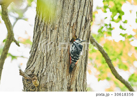 巣作り中のアカゲラ 巣作り中のアカゲラ 30618356
