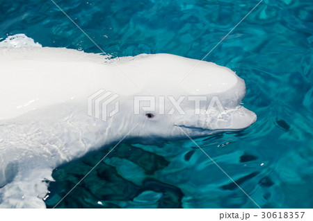 ベルーガ ベルーガ 30618357