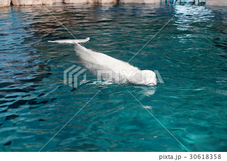 ん? ベルーガ ん? ベルーガ 30618358
