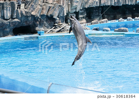 ヤッホー イルカのジャンプの写真素材