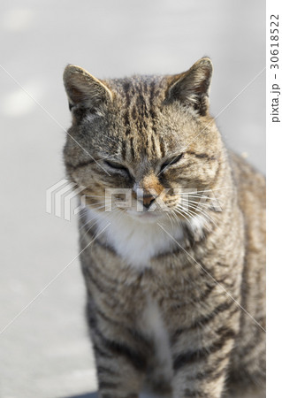 猫の楽園「田代島」ネコの島(ΦωΦ)岸壁船着き場に暮らす可愛いボス猫 30618522