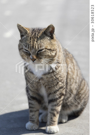 猫の楽園「田代島」ネコの島(ΦωΦ)岸壁船着き場に暮らす可愛いボス猫 猫の楽園「田代島」ネコの島(ΦωΦ)岸壁船着き場に暮らす可愛いボス猫 30618523