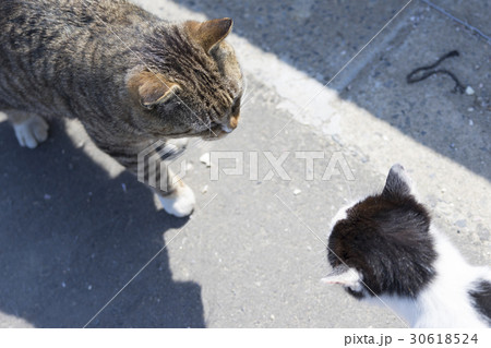 猫の楽園「田代島」ネコの島(ΦωΦ)岸壁船着き場に暮らす可愛いボス猫と挨拶のキス 30618524