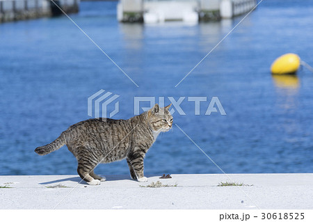 猫の楽園「田代島」ネコの島(ΦωΦ)岸壁船着き場に暮らす可愛いボス猫 猫の楽園「田代島」ネコの島(ΦωΦ)岸壁船着き場に暮らす可愛いボス猫 30618525