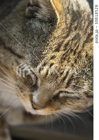 猫の楽園 田代島 ネコの島 Fwf 岸壁船着き場に暮らす可愛いボス猫の癒される寝顔の写真素材