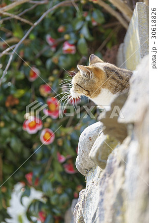 猫の楽園「田代島」ネコの島(ΦωΦ)高台に咲くツバキを大切に守る可愛い