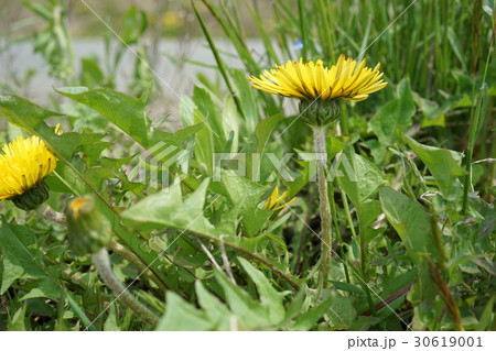 日本タンポポ 30619001