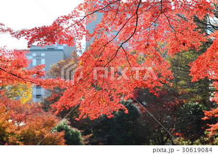 紅葉の小石川後楽園 30619084
