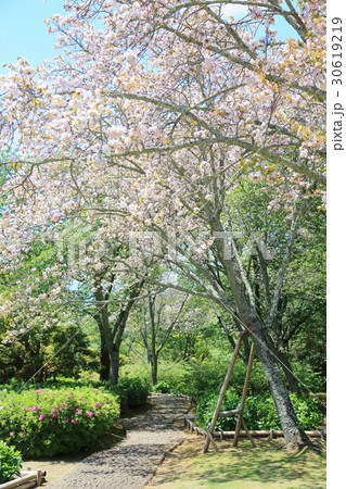 新緑の庭園　奈良の八重桜 30619219