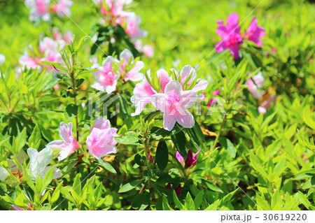 新緑の庭園　ヒラドツツジの花 30619220